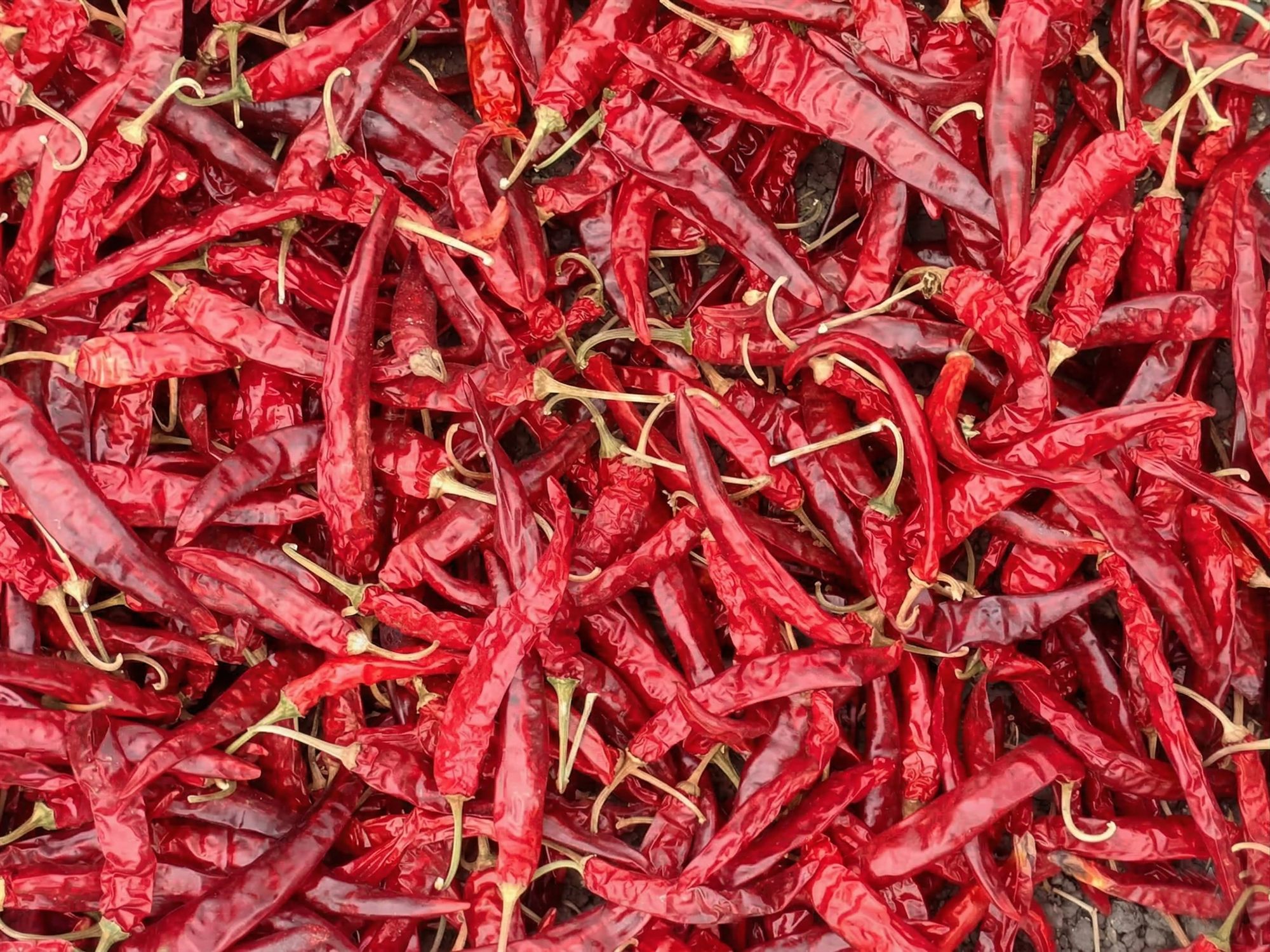 341 Variety dry red chilli from Guntur
