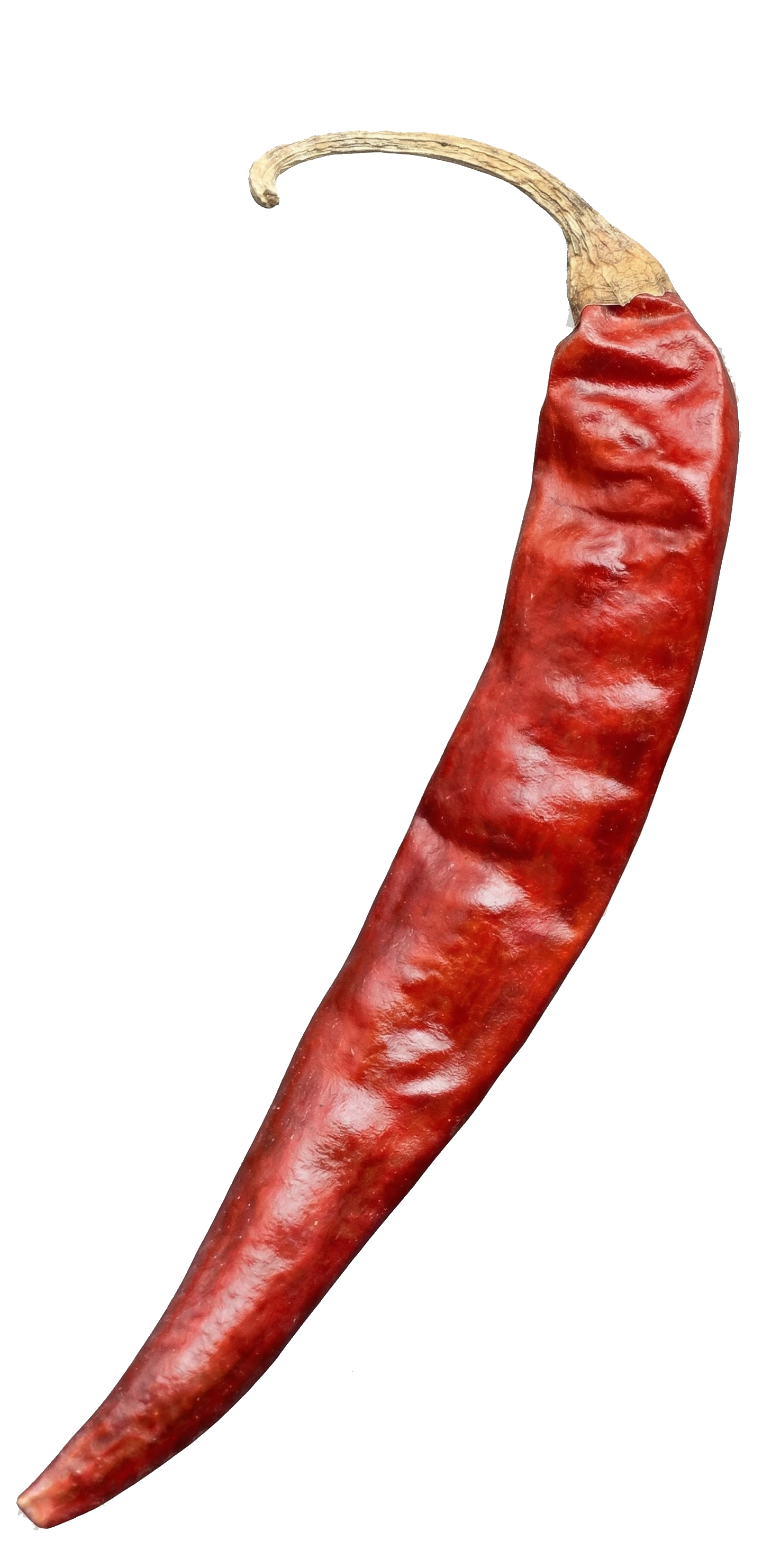Red chilli icon