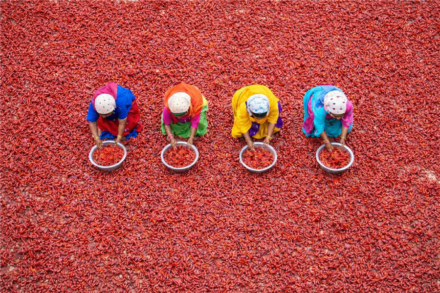 Women sorting Guntur dry red chillies at the drying yard — Gaman Impex