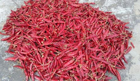 Sannam S4 334 Red Chilli Export Grade from India