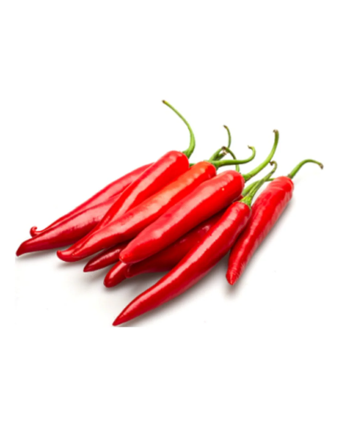 Fresh Red Chilli Exporter from India Guntur