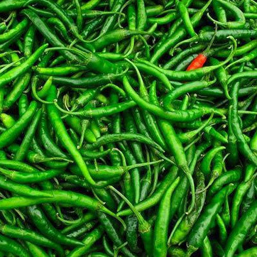 Fresh Green Chilli Export from India